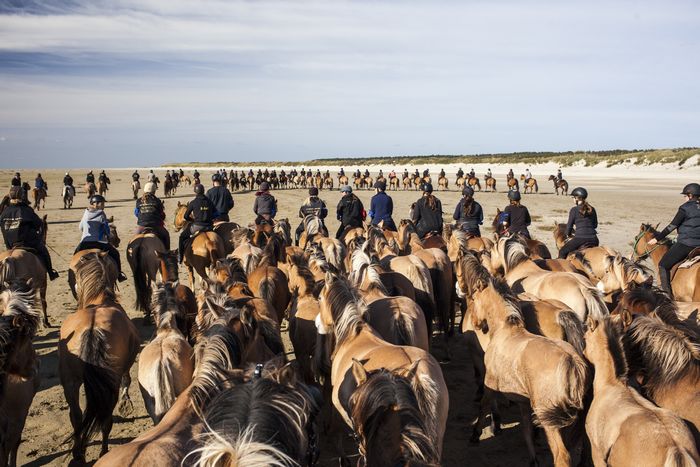 chevaux-baie-de-somme-1.jpg Tourisme baie de somme - gites drucat